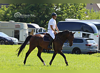 Niemiecki koń sportowy, Wałach, 9 lat, 178 cm, Gniada