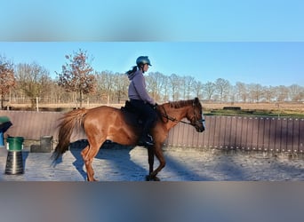 Niemiecki koń wierzchowy, Klacz, 10 lat, 142 cm, Kasztanowata