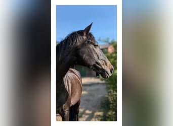 Niemiecki koń wierzchowy, Klacz, 10 lat, 164 cm, Kara