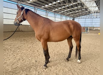 Niemiecki koń wierzchowy, Klacz, 10 lat, 168 cm, Ciemnogniada