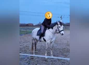 Niemiecki koń wierzchowy, Klacz, 10 lat, 168 cm, Siwa jabłkowita