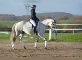 Niemiecki koń wierzchowy, Klacz, 10 lat, 168 cm, Siwa