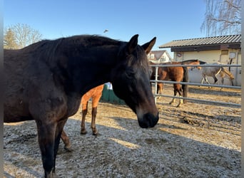 Niemiecki koń wierzchowy, Klacz, 10 lat, 176 cm, Ciemnogniada