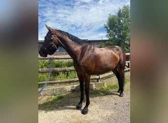 Niemiecki koń wierzchowy, Klacz, 11 lat, 160 cm, Ciemnogniada