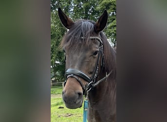 Niemiecki koń wierzchowy, Klacz, 11 lat, 160 cm, Ciemnogniada
