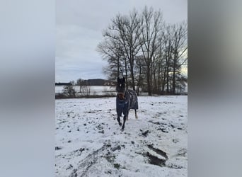 Niemiecki koń wierzchowy, Klacz, 11 lat, 170 cm, Ciemnogniada