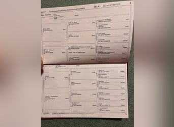 Niemiecki koń wierzchowy, Klacz, 11 lat, 172 cm, Gniada