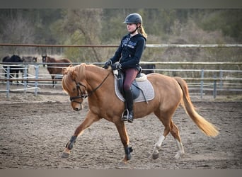 Niemiecki koń wierzchowy, Klacz, 12 lat, 140 cm, Kasztanowata