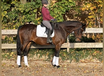 Niemiecki koń wierzchowy, Klacz, 12 lat, 164 cm, Gniada