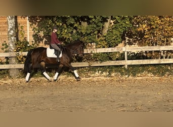 Niemiecki koń wierzchowy, Klacz, 12 lat, 164 cm, Gniada