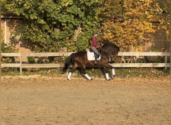 Niemiecki koń wierzchowy, Klacz, 12 lat, 164 cm, Gniada