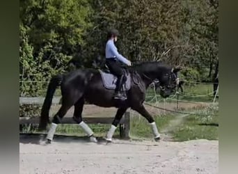 Niemiecki koń wierzchowy, Klacz, 12 lat, 175 cm, Kara