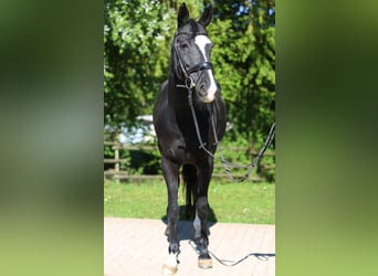 Niemiecki koń wierzchowy, Klacz, 12 lat, Kara