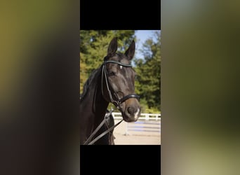Niemiecki koń wierzchowy Mix, Klacz, 13 lat, 165 cm, Ciemnogniada