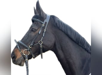 Niemiecki koń wierzchowy, Klacz, 13 lat, 170 cm, Gniada