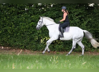 Niemiecki koń wierzchowy, Klacz, 13 lat, 174 cm, Siwa