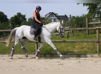 Niemiecki koń wierzchowy, Klacz, 13 lat, 174 cm, Siwa