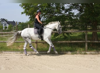 Niemiecki koń wierzchowy, Klacz, 13 lat, 174 cm, Siwa