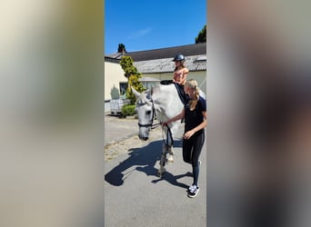 Niemiecki koń wierzchowy, Klacz, 13 lat, 174 cm, Siwa