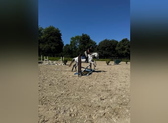 Niemiecki koń wierzchowy, Klacz, 13 lat, 174 cm, Siwa