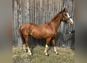 Niemiecki koń wierzchowy, Klacz, 14 lat, 162 cm, Kasztanowata