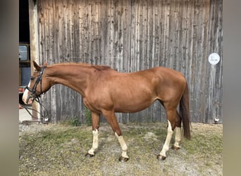 Niemiecki koń wierzchowy, Klacz, 14 lat, 162 cm, Kasztanowata