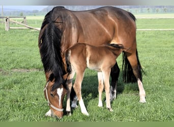 Niemiecki koń wierzchowy, Klacz, 14 lat, 165 cm, Gniada