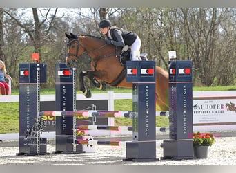 Niemiecki koń wierzchowy, Klacz, 14 lat, 167 cm, Gniada