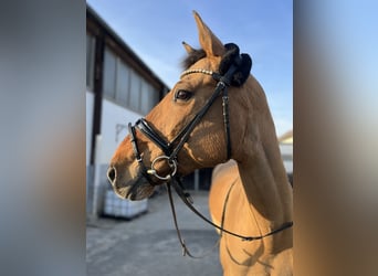 Niemiecki koń wierzchowy, Klacz, 14 lat, 169 cm, Bułana