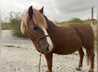 Niemiecki koń wierzchowy Mix, Klacz, 17 lat, 140 cm, Kasztanowata