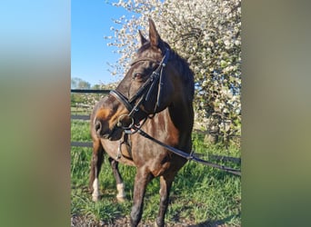 Niemiecki koń wierzchowy Mix, Klacz, 17 lat, 152 cm, Gniada