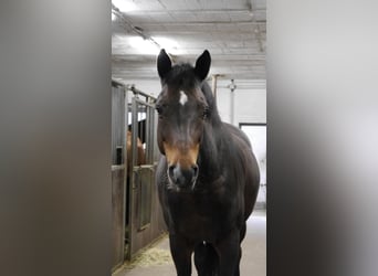 Niemiecki koń wierzchowy, Klacz, 17 lat, 167 cm, Ciemnogniada