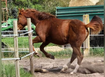 Niemiecki koń wierzchowy, Klacz, 1 Rok, 160 cm, Kasztanowata