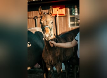 Niemiecki koń wierzchowy, Klacz, 1 Rok, 165 cm, Tarantowata