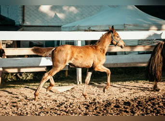 Niemiecki koń wierzchowy, Klacz, 1 Rok, 165 cm, Tarantowata