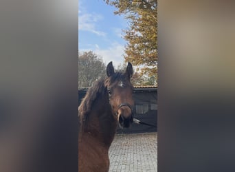 Niemiecki koń wierzchowy, Klacz, 1 Rok, Gniada