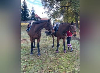 Niemiecki koń wierzchowy, Klacz, 22 lat, 165 cm, Gniada