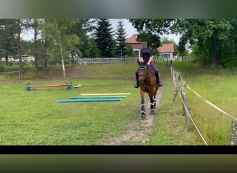 Niemiecki koń wierzchowy, Klacz, 22 lat, 165 cm, Gniada