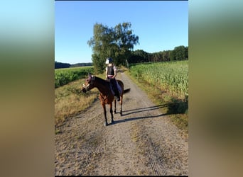 Niemiecki koń wierzchowy, Klacz, 22 lat, 165 cm, Gniada