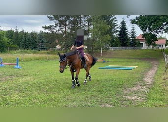 Niemiecki koń wierzchowy, Klacz, 22 lat, 165 cm, Gniada