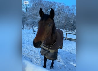 Niemiecki koń wierzchowy, Klacz, 22 lat, 165 cm, Gniada