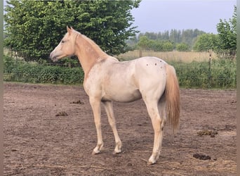 Niemiecki koń wierzchowy, Klacz, 2 lat, 160 cm, Tarantowata