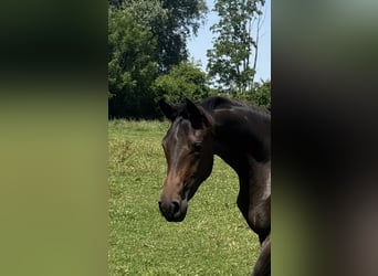 Niemiecki koń wierzchowy, Klacz, 2 lat, 164 cm, Ciemnogniada