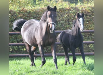 Niemiecki koń wierzchowy, Klacz, 2 lat, Kara