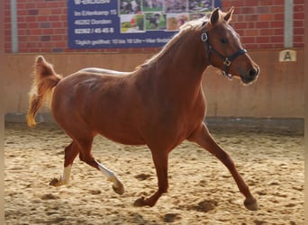 Niemiecki koń wierzchowy, Klacz, 3 lat, 142 cm