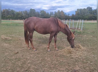 Niemiecki koń wierzchowy, Klacz, 3 lat, 153 cm, Kasztanowata