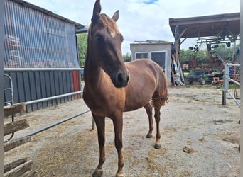 Niemiecki koń wierzchowy, Klacz, 3 lat, 153 cm, Kasztanowata