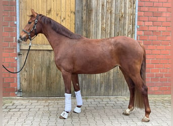 Niemiecki koń wierzchowy, Klacz, 3 lat, 159 cm, Ciemnokasztanowata