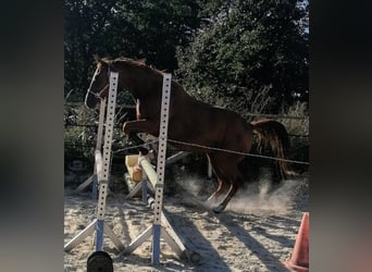 Niemiecki koń wierzchowy, Klacz, 3 lat, 160 cm, Kasztanowata