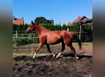Niemiecki koń wierzchowy, Klacz, 3 lat, 160 cm, Kasztanowata